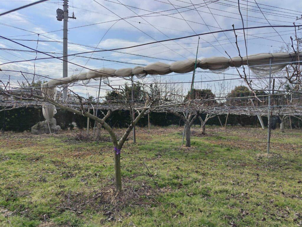 地元の農家を守る〜日本の果樹農家の現状〜｜中島 拓