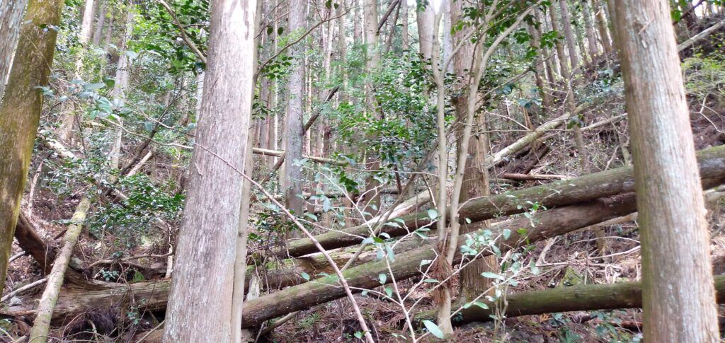 追いつかない森林管理の現状｜大津力