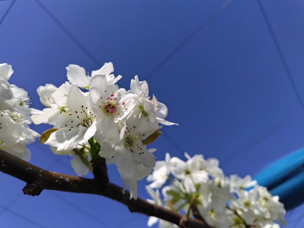 梨 粗花粉 あきづき50g 発芽率80% ナシ・あきづき 農水省登録品種| 種 